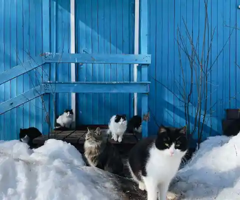 Local Shelter