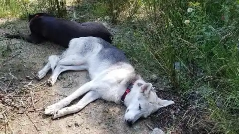 Annette and Her Three Dogs: A Story of Their Unbelievable Disappearance