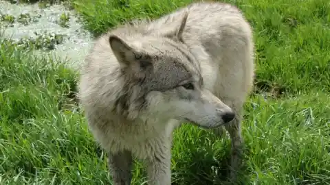 A Wolf