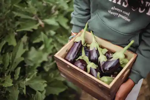 Eggplant