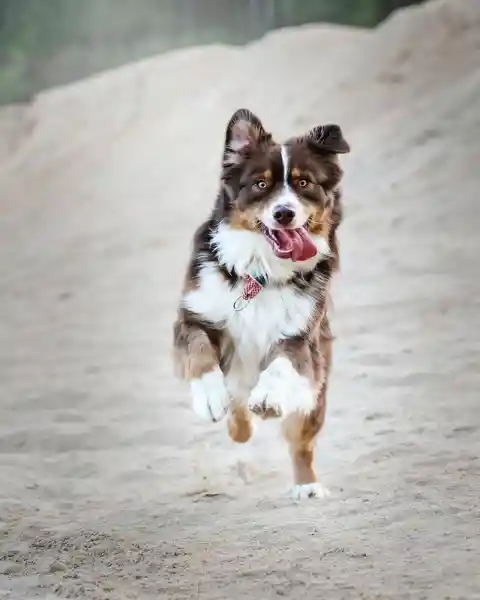 What Breed of Dogs Makes Hiking a Happier Experience?