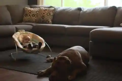 Maybe A Dog’s Sixth Sense?