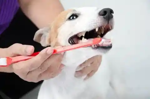 An Easy Way to Brush Teeth