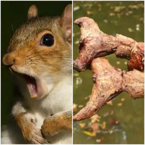 Squirrel Meat