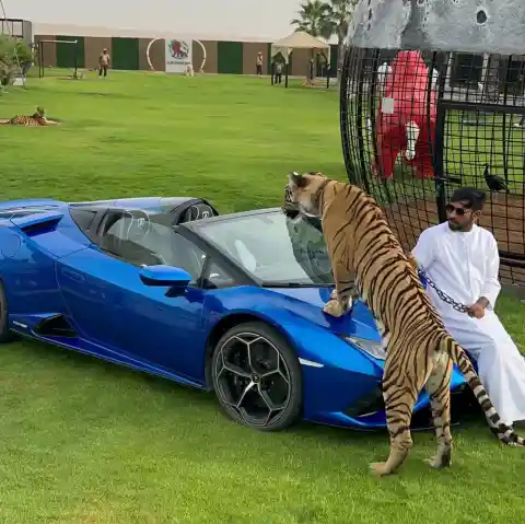 Exotic Pets As Status Symbols