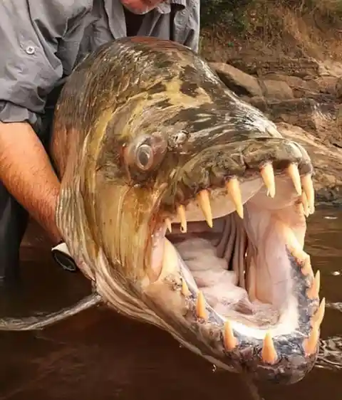 Real-Life River Monsters