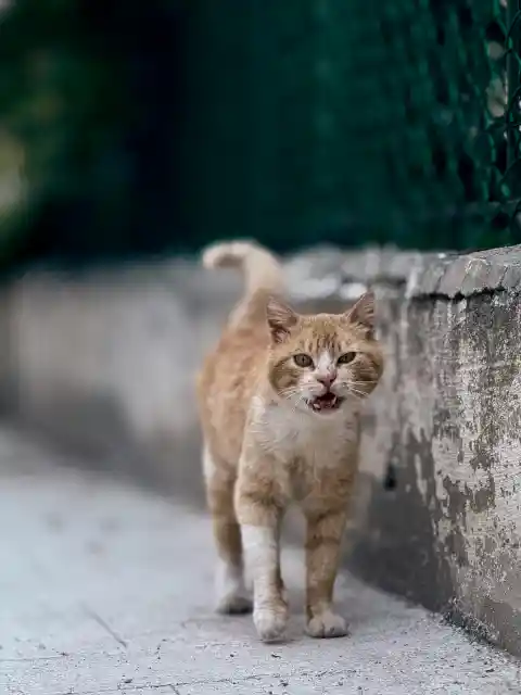 How Do Cats Express Frustration?