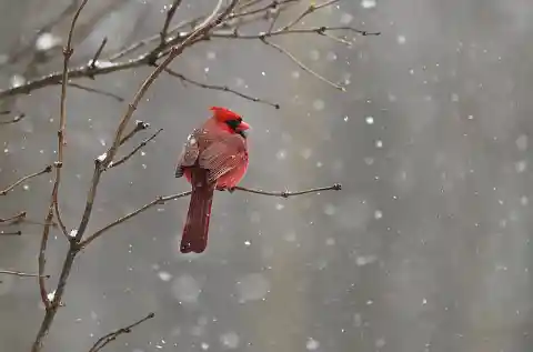 How Nationwide Bird Maps Can Assist in Keeping our Wildlife Diverse