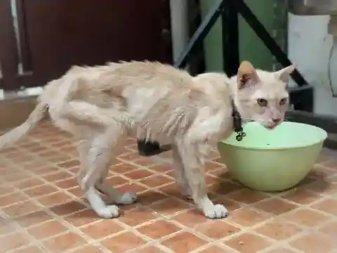栄養不足の隠れたサイン