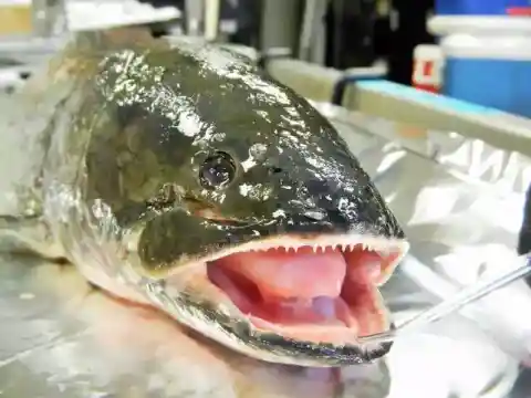 突然の心臓発作