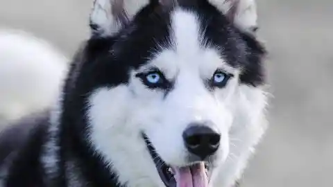 Cherished Husky 