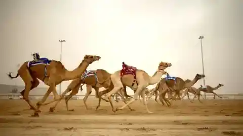 新時代のラクダジョッキー