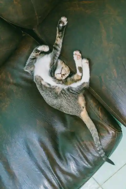 When Your Cat Feels At Ease