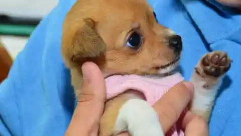 An Adorable, Friendly Pup