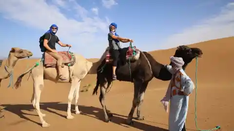 From Camels To Cars