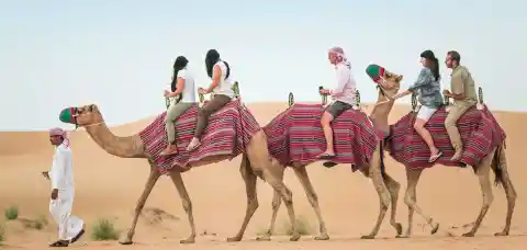 Camels Everywhere