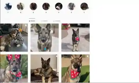 The Social Media Page