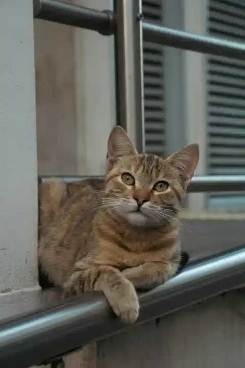 Why Do Cats Seem To Ignore You?