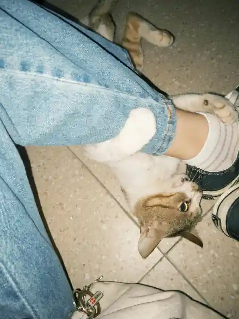 When Cats Go After Your Feet
