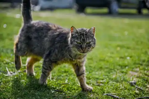 What’s That Flap On Your Cat’s Belly?