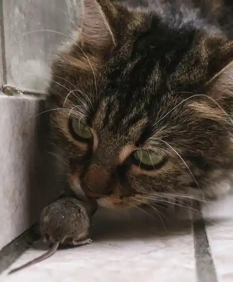 When Your Cat Brings You Gifts