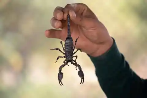 Getting Rid Of The Scorpions