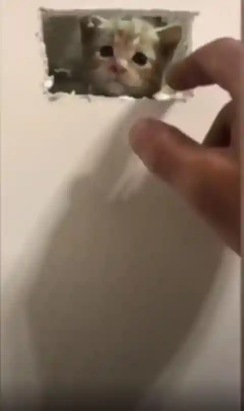 How Much Space Would He Need?