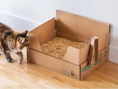 Kitty Litter