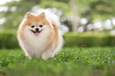 Pomeranian Puppy 