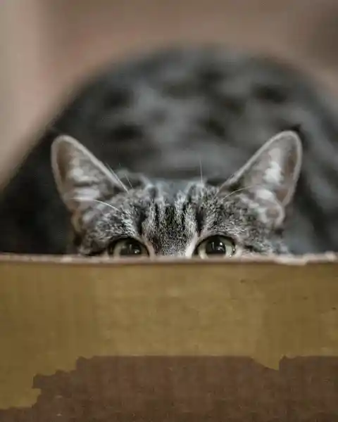 Why Do Cats Play Hide And Seek?