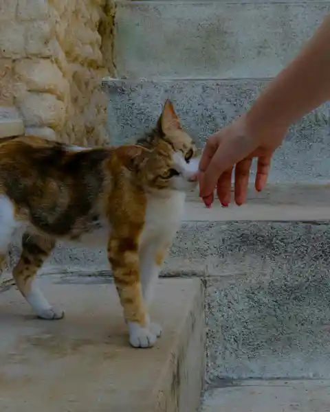 Why Do Cats Sniff You?