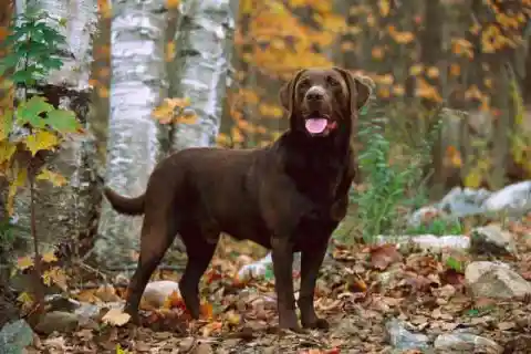 모든 개는 기회를 가질 자격이 있다