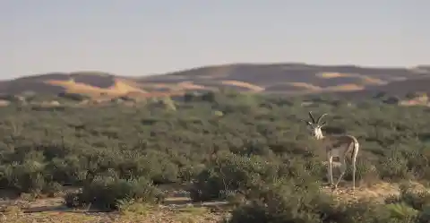 Al Marmoom Desert Conservation Reserve