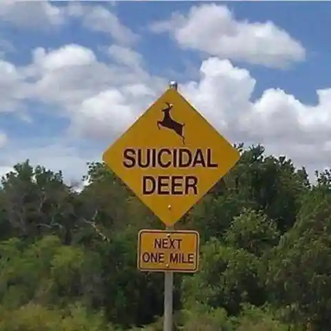 Suicide By Roadkill