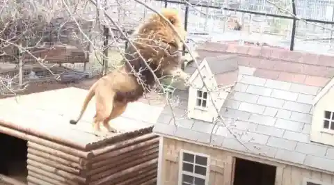 The Plan was Carried Out