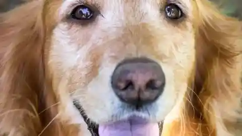 Stray Golden Retriever 