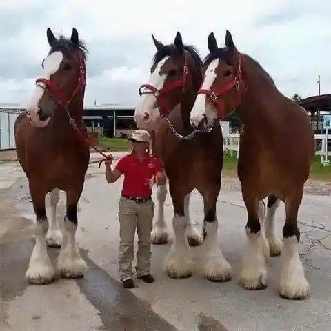 Clydesdale Horses vs. the Average Person