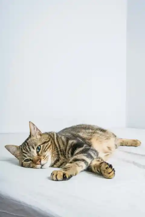How Cats Express “I Love You”