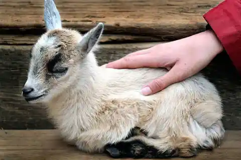 Grinning Goat