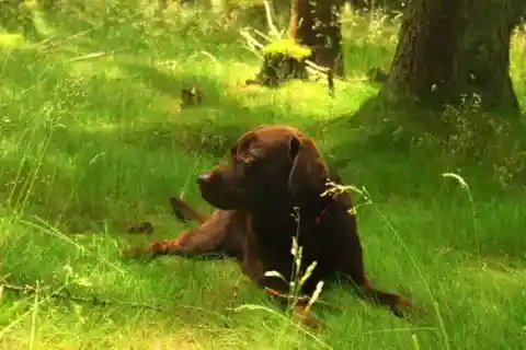 野良