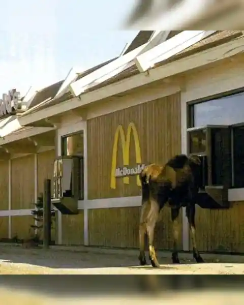 Fast Food For Moose?