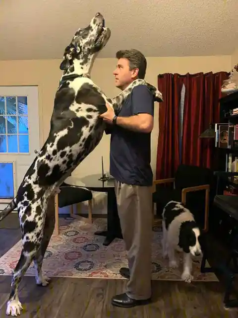 Adorable Great Dane