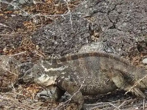 二つの世界の最良のもの