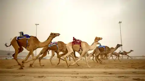 New Camel Jockeys