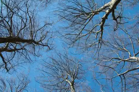 The Threat in the Trees