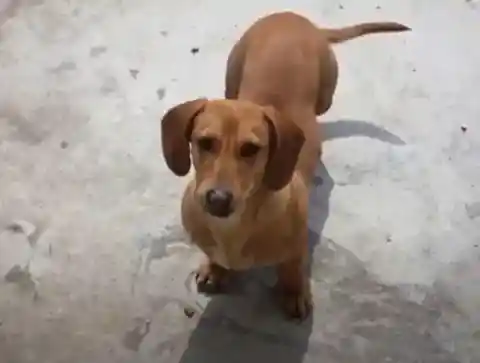 Obeying the Dachshund