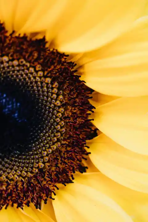 Sunflower Seeds