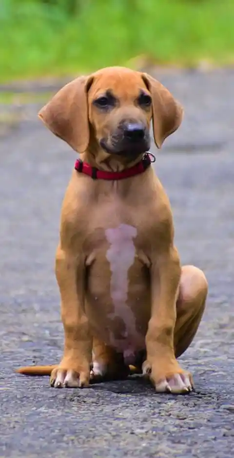 What Breed of Dogs Makes Hiking a Happier Experience?