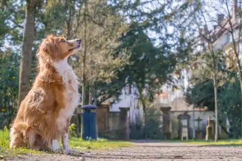 The Dog Follows