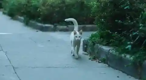 尾を振るときの意味